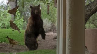 Bear Makes Off With Bird Feeder