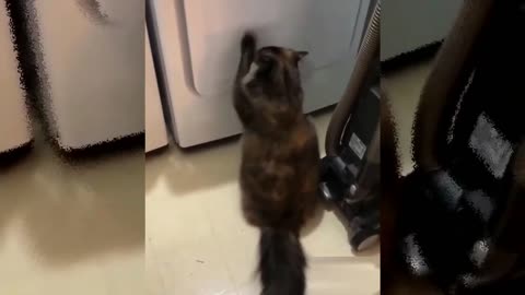 Funny cat singing with his owner, the best duo of the year 2021