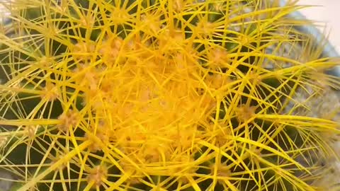 yellow thorn cactus