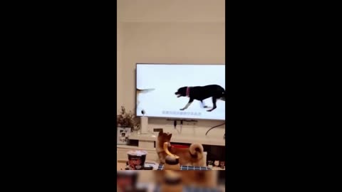 Funny animals😁 - Funny cats / dogs - Funny animal videos