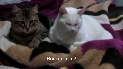 Gatinhos na hora de dormir!