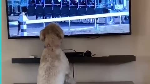 Dog Goes Absolutely Crazy When She Sees Horse Race On TV