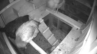 Chicken jumps to roost in dark chicken coop