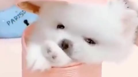 Funny puppie