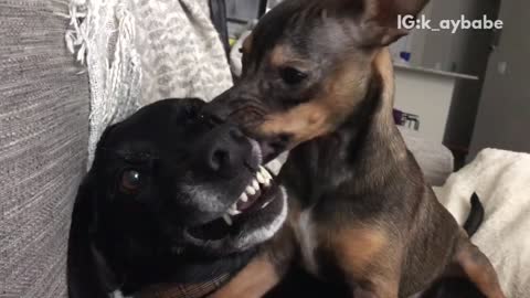 Brown dog licking black dog while black dog growls