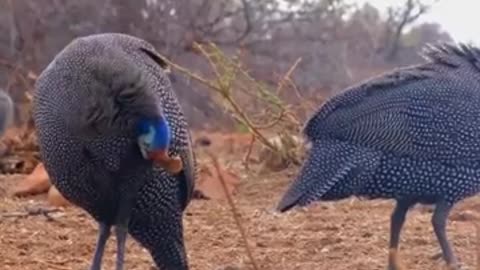 Meet the Cassowary- Nature's Most Dangerous Bird. 🐦 #DeadlyBirdFacts #shorts #birds