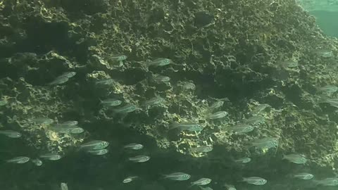 Underwater, so many fish swimming all around us!