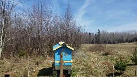 ChemTrail Poisons Pictou NS Canada April 19th 1:50pm