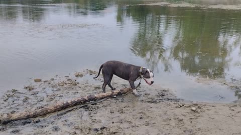 American Brindle Pitbull Staffordshire Playing in the Sandwash! Awesome Dog!