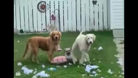 pets funny video funny funny funny