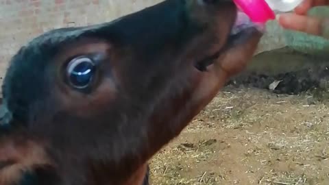 Cute little baby cow drink a milk