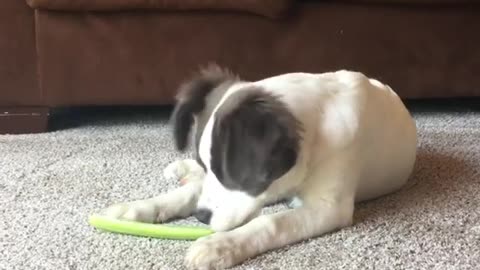 Look How This Dog is trying to Eat His Food