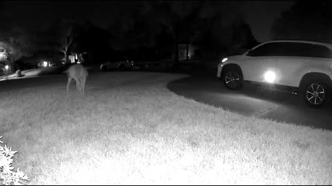 (15min) Relaxing video of Whitetail deer in my Cypress TX neighborhood