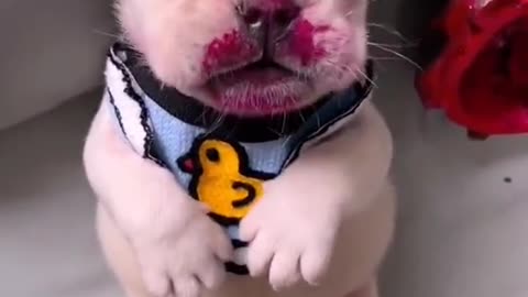 Dogs Funny videos tiktok moment