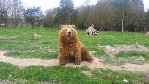 Bear waving