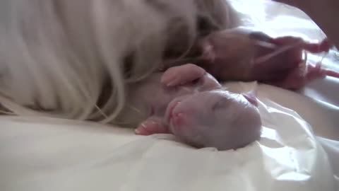 Puppy Birth