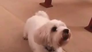 Cute AND Adorable!! Dog doing tricks!