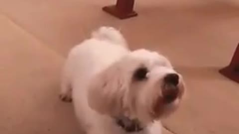 Cute AND Adorable!! Dog doing tricks!