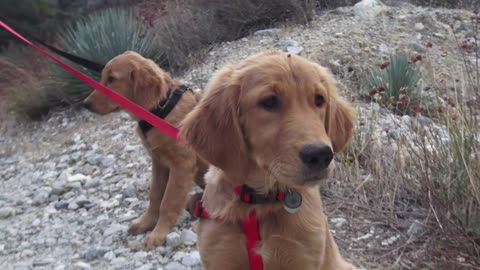 1st Dog Hike