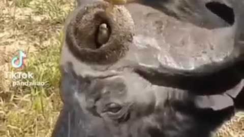 Beautiful co-existence a bird drills a nest on buffalo_s horn _maasaimara Lanimaldocumentary..