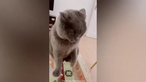 The Best Funny Cat Video