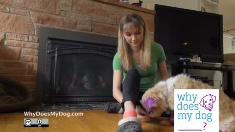 How to teach a dog to lay down or sit in few steps