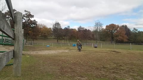 Adorable foal doing liberty work at 5 months old