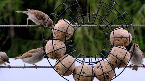 Birds eat food from the wheel in a wonderful way