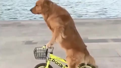 Dog riding a bicycle funny vedio