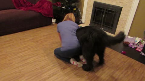 Giant dog loves to wrestle