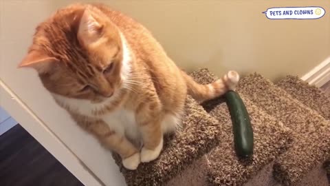 CATS VS CUCUMBER - CATS RUNNING AWAY FROM CUCUMBER