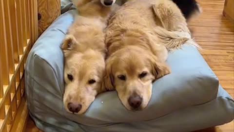 Fun dogs sleeping soundly on a sofa