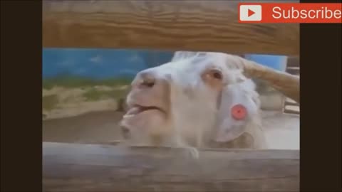 goats screaming like humans #funnyy video