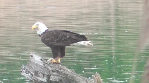 468 Clean Your Beak After Dinner