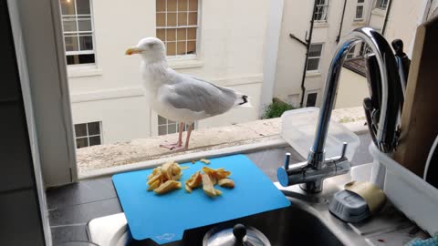 Chipgulls