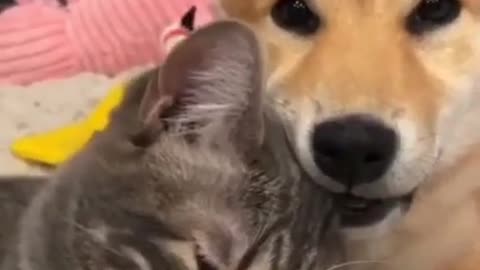 CACHORROS E GATOS ENGRAÇADOS E FOFOS / FUNNY Funniest Animals #shorts