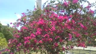 A big tree, with beautiful red spring flowers in the park [Nature & Animals]