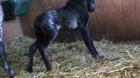 An horse give birth to her new baby 🏇