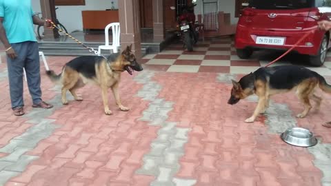 German shepherds getting Aggresive