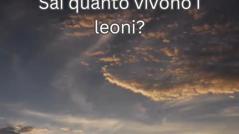 Fatto del Leone 1 - Sai quanto vivono i leoni?