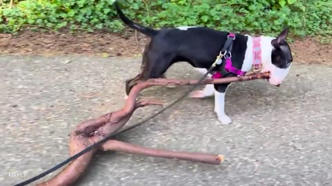 Funny Dogs Unleashed: Top Moments