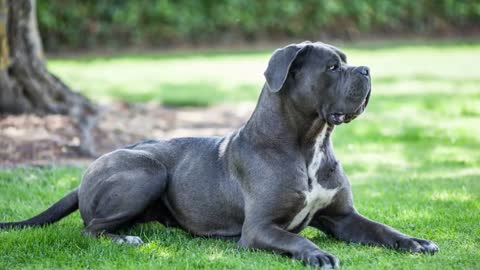 Bravest Dogs - TOP 10 Bravest Dog Breeds In The World! (Adorable)