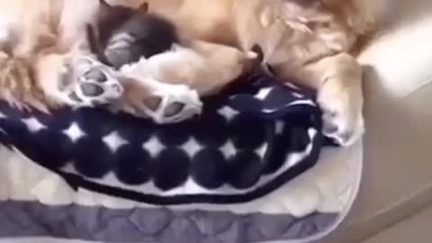 Dog And Cat Best Friends Is The Best Thing You'll See All Day