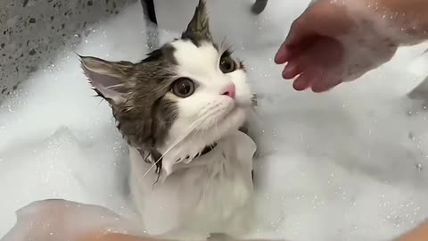 Mommy is bathing the cat in the tub..😲😲🤔