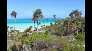 Coccothrinax litoralis in habitat on Cayo Guillermo, Cuba