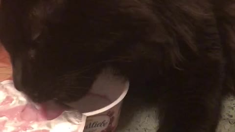 Cat eat yogurt