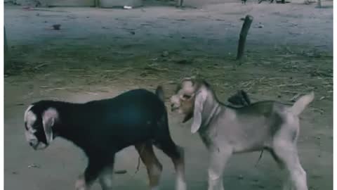 Goat Cute Baby