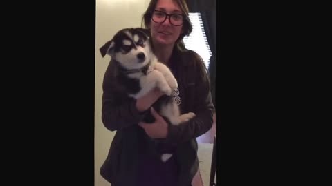 Talking husky