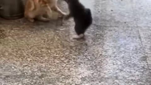 FUNNY CATS and DOGS 🐱🐶 & other ANIMALS 🐾 New Funniest Animals Videos 2024 😂