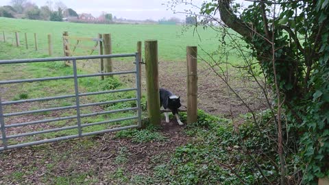 Dog with a Stick is Stuck